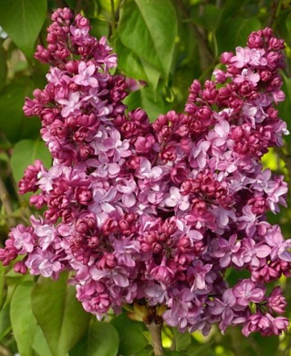 ''Prince Wolkonsky'' Syringa vulgaris